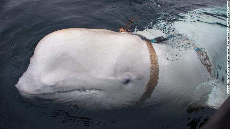 Nga điều đội quân cá voi ra chặn, gây hấn ngư dân đến từ NATO? - 1