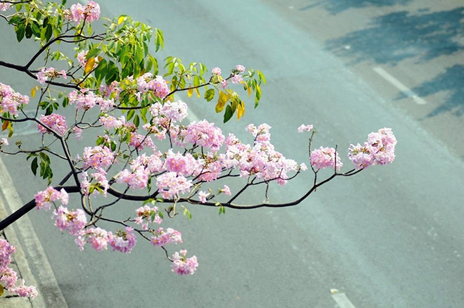 Người dân “rủ nhau đi trốn”, đường phố Sài Gòn yên bình, thông thoáng đến lạ - 11