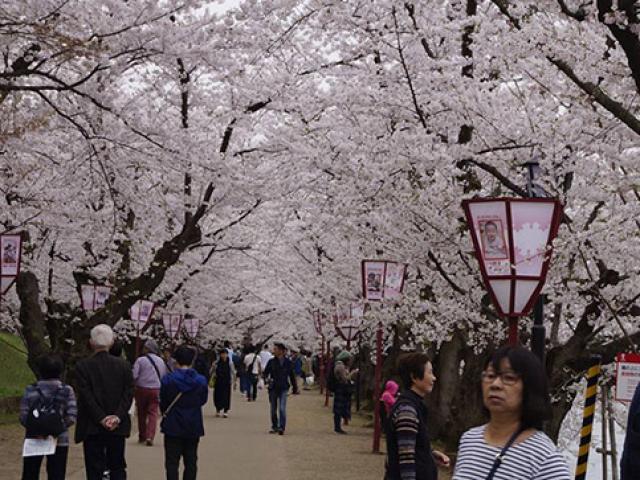 Du lịch - Anh đào nở rộ tại công viên đang hot nhất Nhật Bản mùa này
