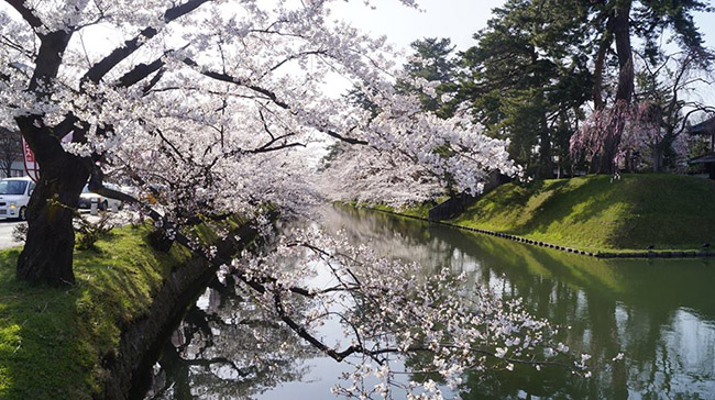 Nhưng Hirosaki vẫn luôn là thành phố đẹp nhất về hoa anh đào.