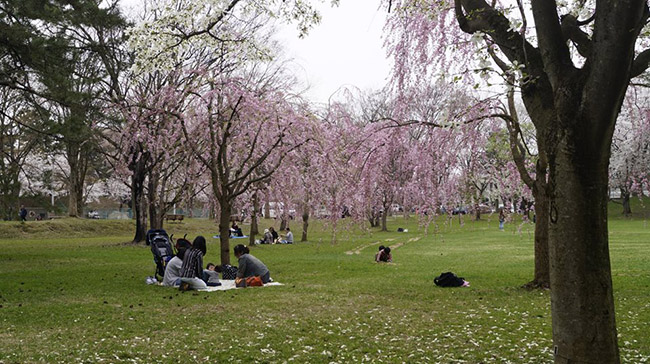 Phần lớn họ, nếu có thể ở lại Hirosaki thì họ đều đến công viên Hirosaki hàng ngày, và cả đêm, trải bạt ngồi ăn và uống rượu bia trong vui vẻ để thưởng hoa.&nbsp;