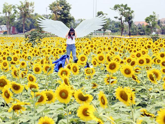 Tin tức trong ngày - Nóng "thở ra lửa", hàng trăm người vẫn đội nắng check-in cánh đồng hoa ở Sài Gòn