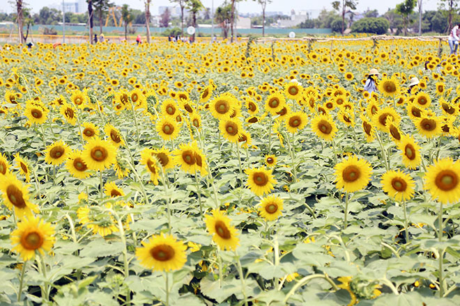 Nóng "thở ra lửa", hàng trăm người vẫn đội nắng check-in cánh đồng hoa ở Sài Gòn - 2
