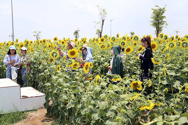 Nóng "thở ra lửa", hàng trăm người vẫn đội nắng check-in cánh đồng hoa ở Sài Gòn - 6