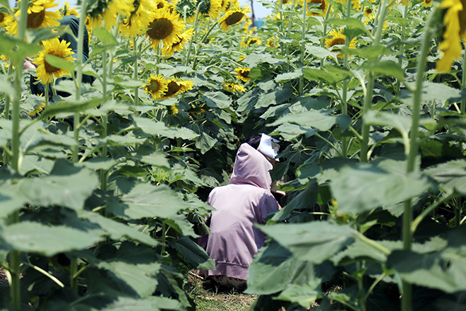 Nóng "thở ra lửa", hàng trăm người vẫn đội nắng check-in cánh đồng hoa ở Sài Gòn - 7