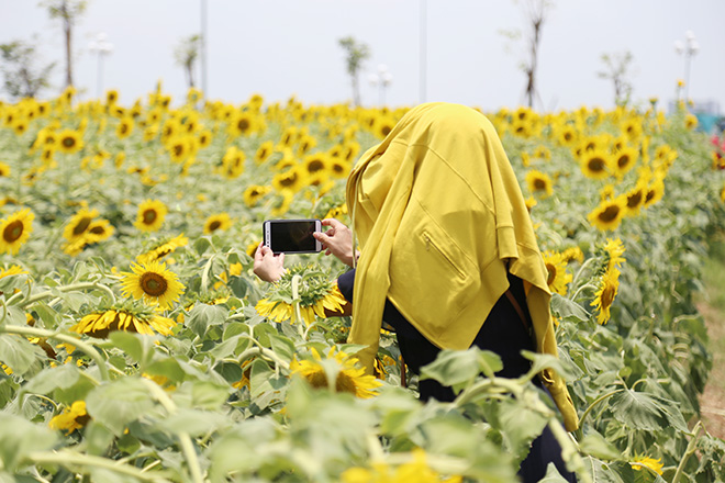Nóng "thở ra lửa", hàng trăm người vẫn đội nắng check-in cánh đồng hoa ở Sài Gòn - 9