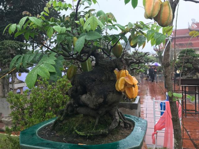 Thị trường - Tiêu dùng - Trả hàng trăm triệu đồng để mua cây khế bé tẹo, chủ nhân vẫn quyết từ chối