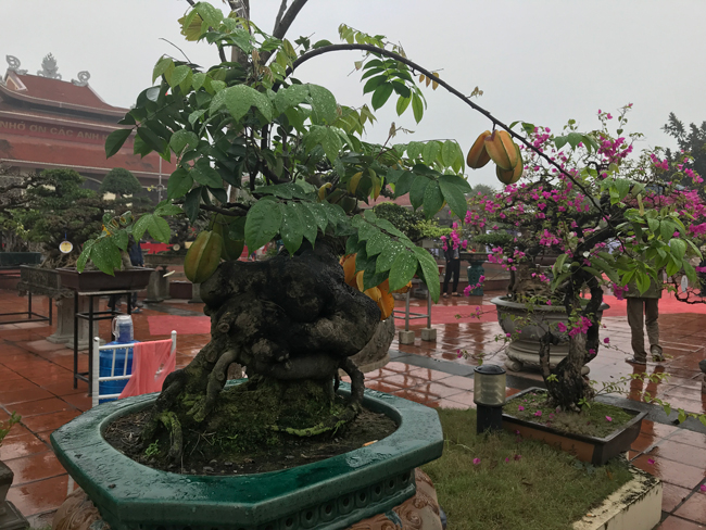 Chủ nhân của cây cho biết cây được mua tại Tiền Giang, cách đây vài năm về trước.