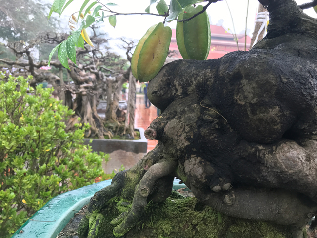 Một số người còn trả giá hàng trăm triệu đồng để sở hữu cây khể cổ này.