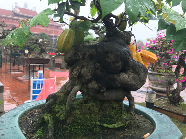 Tuy nhiên, ông chưa muốn bán. “Vì yêu cây, không nỡ rời xa nên tôi chưa muốn bán cho bất cứ ai”, ông cho hay.