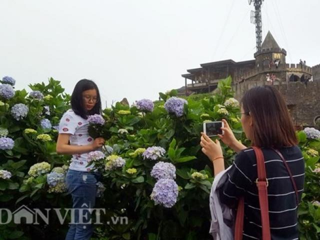 Du khách thích thú check- in cùng hoa cẩm tú cầu trên đỉnh Mẫu Sơn
