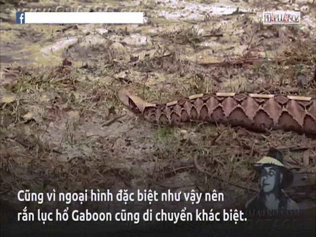 Thế giới - Kỳ lạ rắn độc nhất hành tinh nhìn y hệt sâu róm