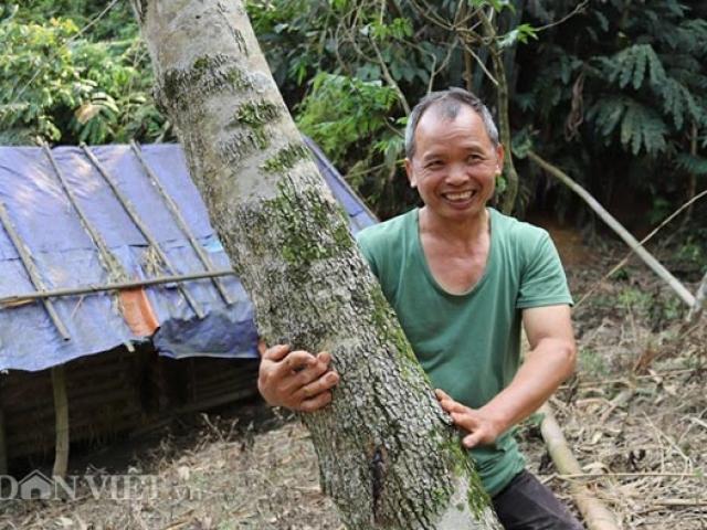 Thị trường - Tiêu dùng - Ồ à “kho báu” sưa đỏ có một không hai của lão nông miền sơn cước