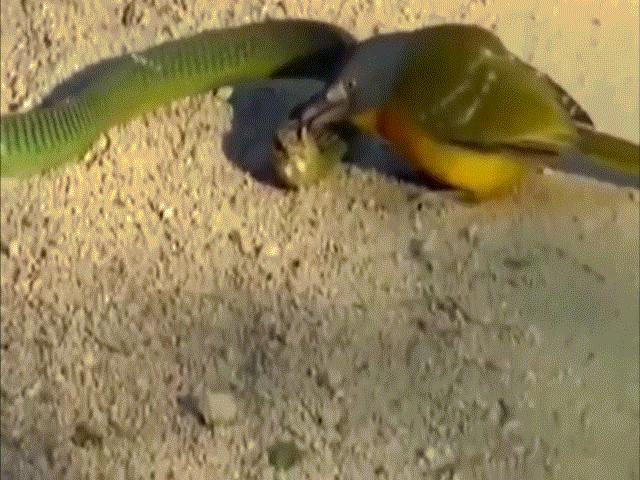 Thế giới - Video: Đụng độ với chim, rắn kịch độc châu Phi bị hành hạ thảm thương