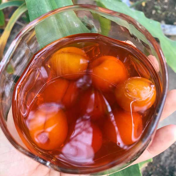 Hướng dẫn cách làm rượu mơ đơn giản và chi tiết nhất - 1