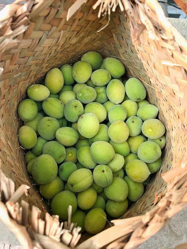 Hướng dẫn cách làm rượu mơ đơn giản và chi tiết nhất - 2