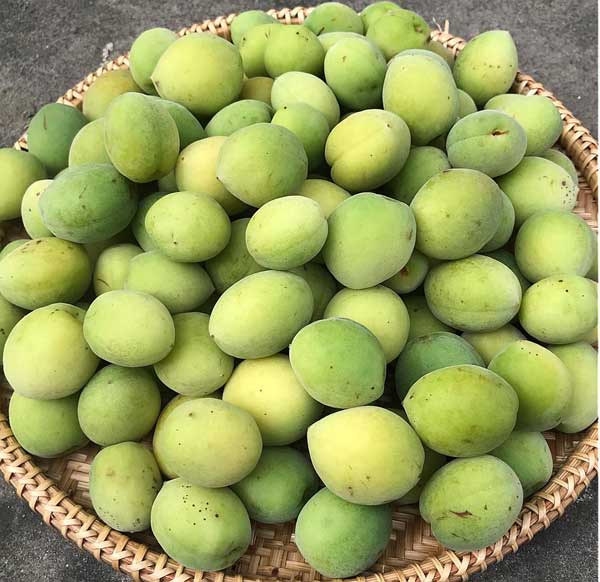 Hướng dẫn cách làm rượu mơ đơn giản và chi tiết nhất - 3