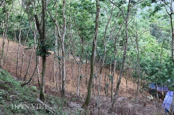 Ồ à “kho báu” sưa đỏ có một không hai của lão nông miền sơn cước - 4