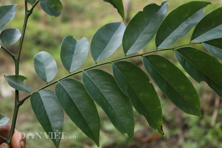 Ồ à “kho báu” sưa đỏ có một không hai của lão nông miền sơn cước - 6