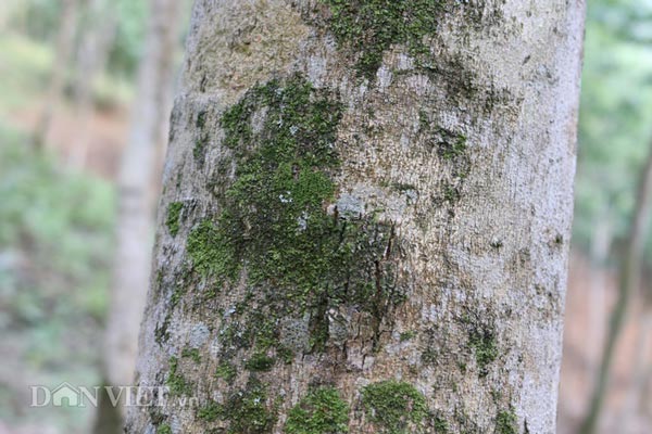 Ồ à “kho báu” sưa đỏ có một không hai của lão nông miền sơn cước - 7