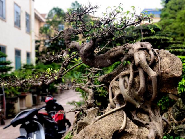 Thị trường - Tiêu dùng - Lấy cây sanh "cùi" ký vào phiến đá khá khù khoằm, 20 năm sau ra giá nửa tỷ đồng