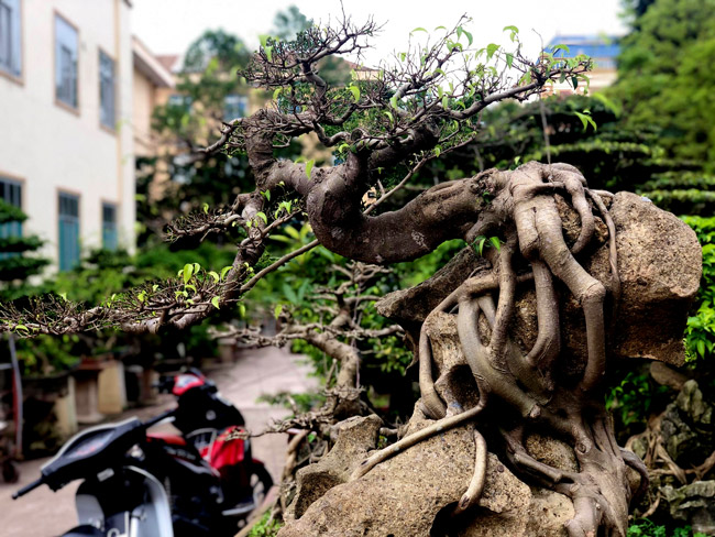 Cây sanh được ông Cao Việt Thăng ở Ninh Bình ký gửi trên một phiến đá khá khù khoằm. Thoạt nhìn, cây chẳng có nhiều đặc biệt, tuy nhiên giới đam mê sanh thế đánh giá rất cao về bộ rễ của nó.