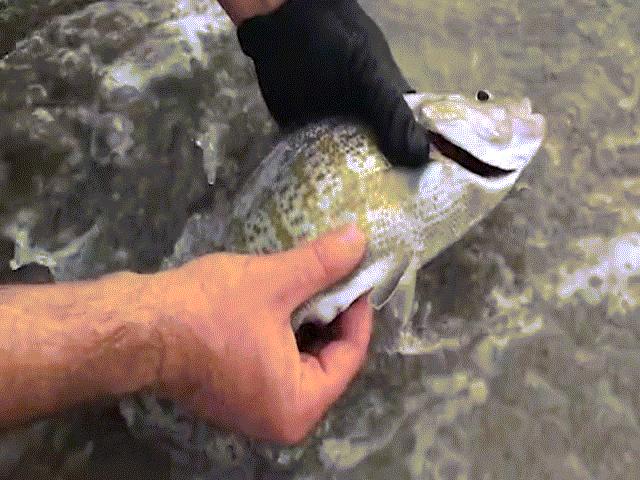 Phi thường - kỳ quặc - Tận mắt xem cá biển đẻ con trên tay người