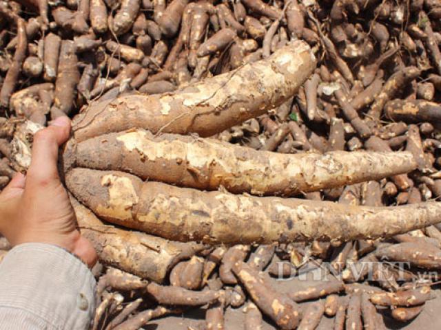 Thị trường - Tiêu dùng - Trung Quốc giảm mua, ngay lập tức giá sắn giảm theo