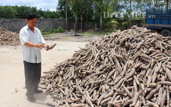 Trung Quốc giảm mua, ngay lập tức giá sắn giảm theo - 2