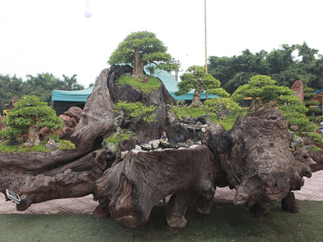 Thị trường - Tiêu dùng - Cho mai chiếu thủy nở hoa trắng tinh trên khúc gỗ đen sì, chủ nhân ra giá tiền tỷ