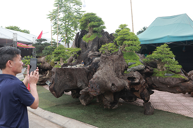 Bộ tiểu cảnh mai chiếu thủy tọa trên thân gỗ lũa sao đen liền khối của anh Trịnh Ngọc Cường đến từ Nha Trang (Khánh Hòa) được nhiều người dân, giới chơi cây cảnh chú ý. Tác phẩm hiện đang được chào bán tại hội chợ cây cảnh Long Biên (Hà Nội).