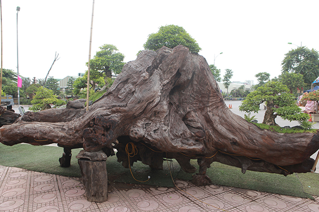Sự bào mòn của thiên nhiên đã tạo thành những đường vân rất đẹp trên thân gỗ&nbsp;sao đen.