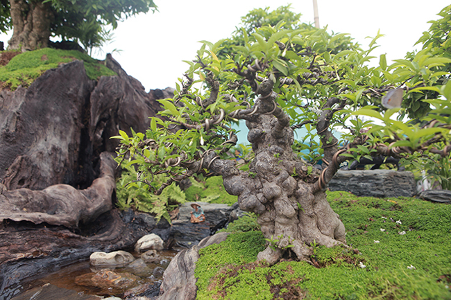 &#34;Cây mai chiếu thủy là cây cảnh phong thủy đại diện cho sự bền vững và sự ổn định của gia chủ&#34;, anh Cường nói.