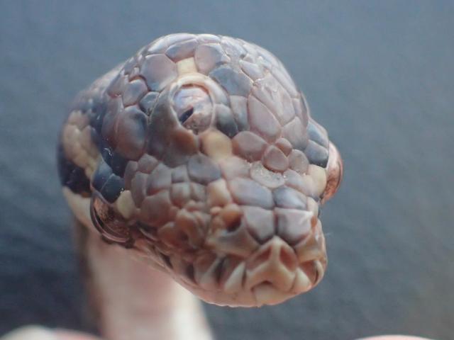 Phi thường - kỳ quặc - Phát hiện trăn 3 mắt hiếm có chưa từng thấy