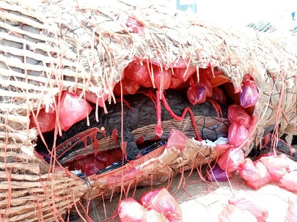 Thông điệp từ “Tiếng khóc của cá voi chết” - 3