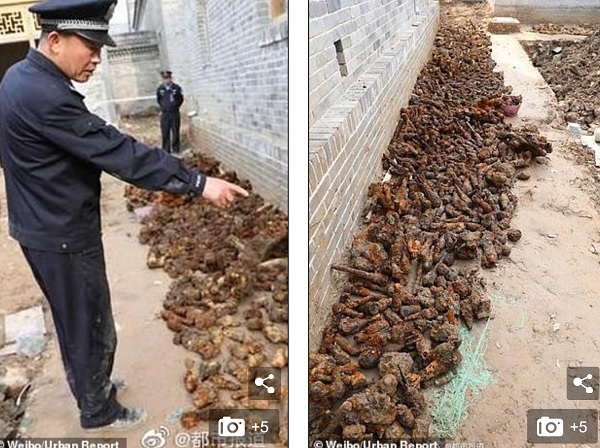 TQ: Đào đất xây bể bơi, phát hiện hàng ngàn thứ chết người - 2