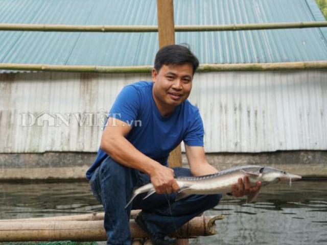 Thị trường - Tiêu dùng - Trai Hà thành bỏ nghề giáo viên, "bén duyên" với cá..."tên lửa"