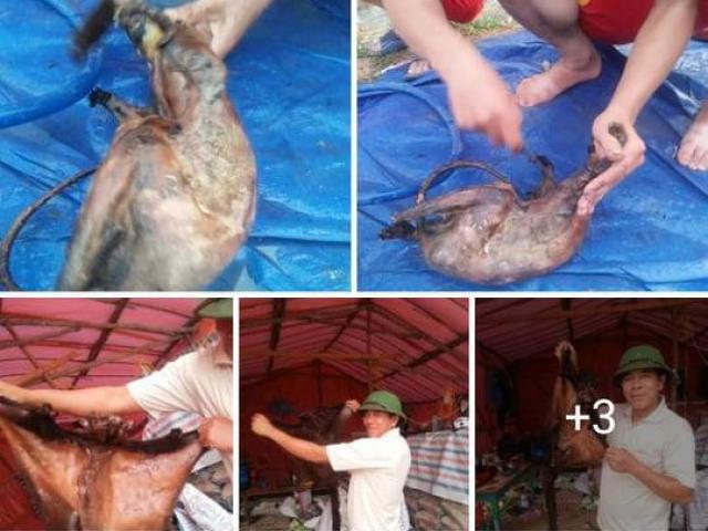 Truy tìm chủ nhân đăng ảnh giết thịt chồn bay trong sách đỏ ”khoe” trên facebook