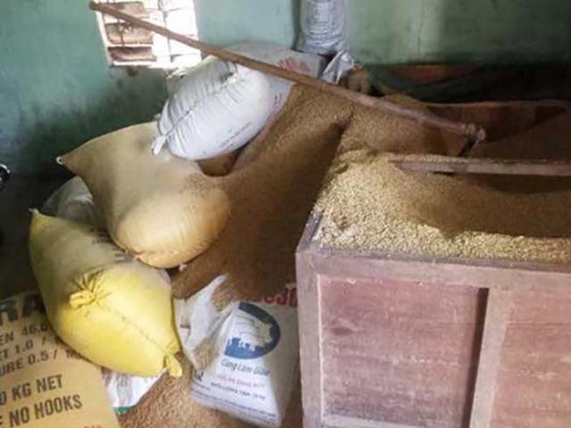 Pháp luật - Vụ mất trộm 49 lượng vàng trong thùng lúa: “Biệt tăm” tung tích kẻ trộm?