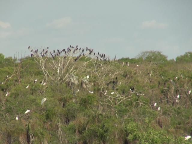 Tin tức trong ngày - Gần 200 con cò nhạn có sải cánh hơn 1m bất ngờ xuất hiện tại Bạc Liêu
