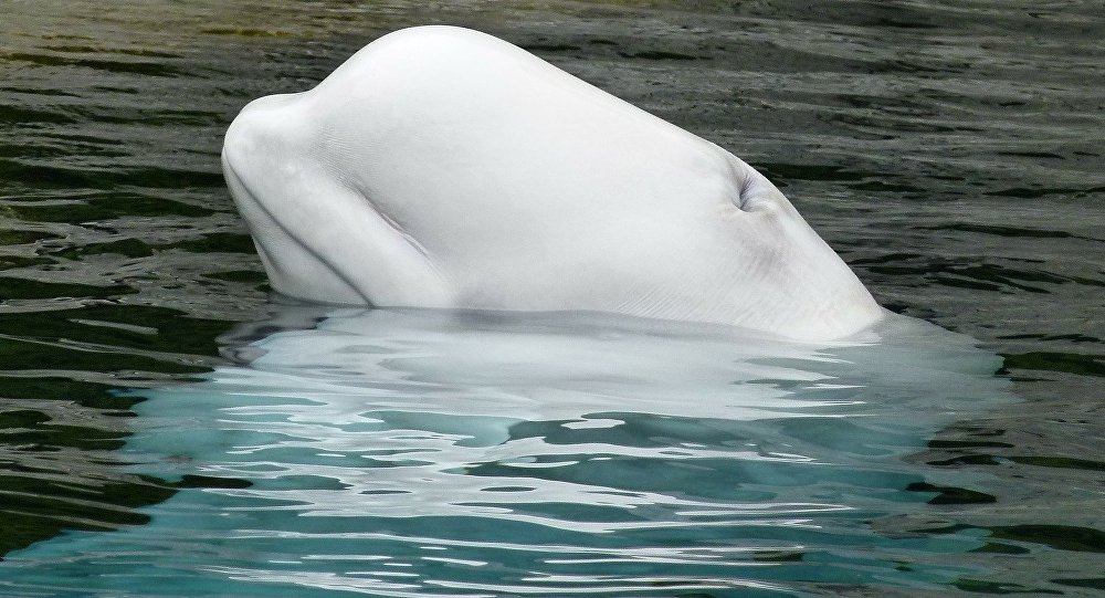 “Điệp viên cá voi trắng” của Nga không chịu rời cảng Na Uy - 1