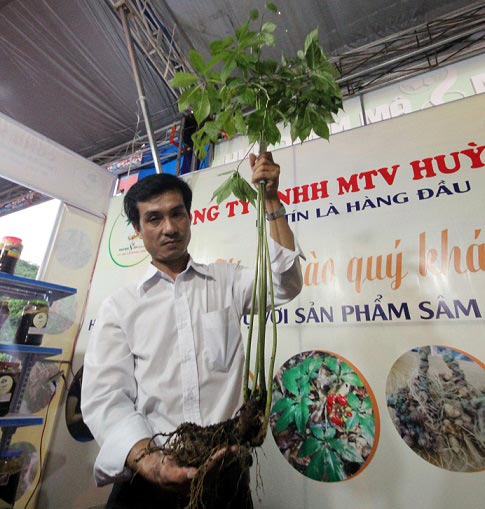 Quảng Nam: 2 gian hàng bán đến 4 tỷ tiền sâm Ngọc Linh - 4