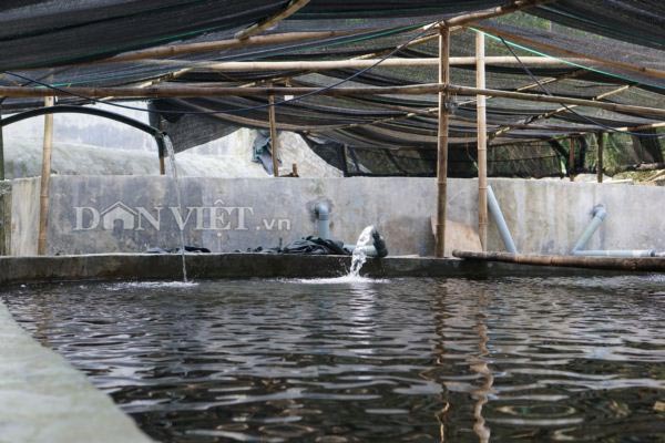 Trai Hà thành bỏ nghề giáo viên, "bén duyên" với cá..."tên lửa" - 3