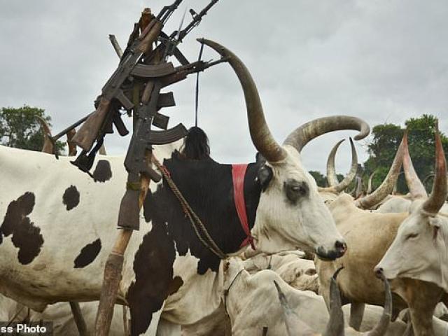 Phi thường - kỳ quặc - Từ chối kết hôn để đổi lấy 40 con bò, cô gái trẻ nhận cái kết đau lòng từ chính các anh trai