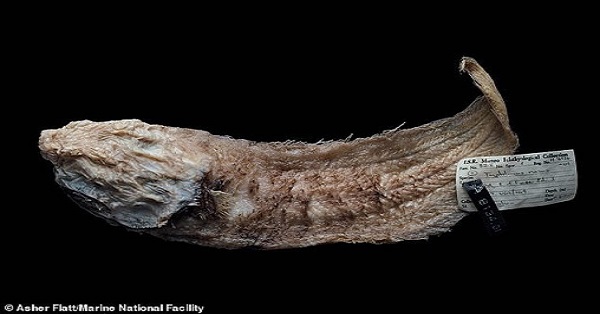 Australia: Phát hiện nhiều sinh vật kỳ dị "như ngoài hành tinh" dưới đáy biển sâu - 3