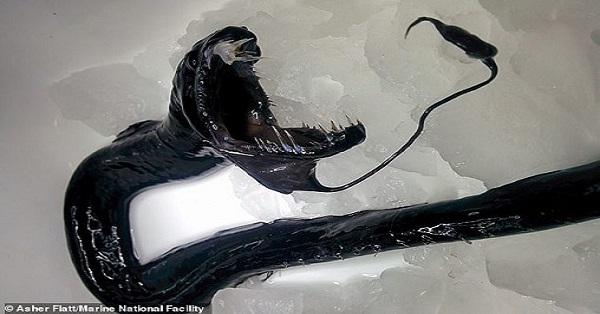Australia: Phát hiện nhiều sinh vật kỳ dị "như ngoài hành tinh" dưới đáy biển sâu - 1