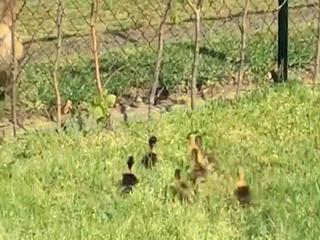 Phi thường - kỳ quặc - Cận cảnh quạ bắt vịt con trong vườn nhà dân