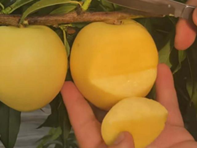 Thị trường - Tiêu dùng - Trồng giống đào vàng ươm lạ mắt, mỗi năm kiếm gần 700 triệu "ngon ơ"