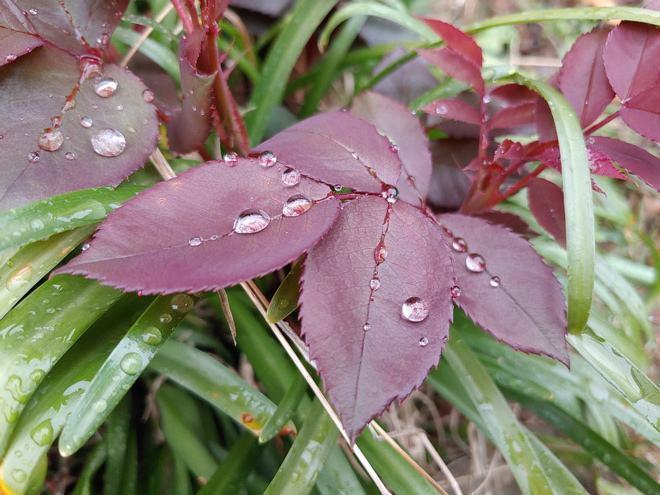 Giải mã camera tele thần thánh trên smartphone hiện nay - 5