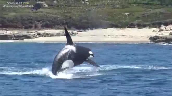 Video: Đàn cá voi sát thủ “thân thiện” hợp sức giết chết cá voi xám - 1